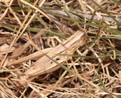 Euchorthippus declivus