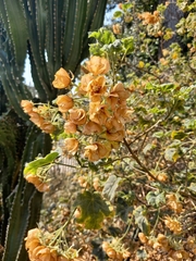 Dombeya wallichii