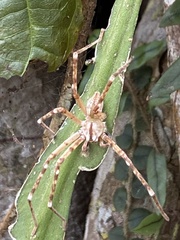 Macrinus pollexensis