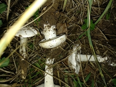 Tricholomella constricta