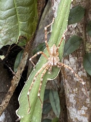Macrinus pollexensis
