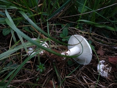 Tricholomella constricta