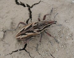 Coniocleonus pseudobliquus