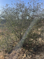 Frangula californica