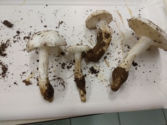 Tricholomella constricta