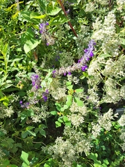 Salvia farinacea
