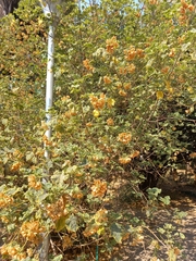 Dombeya wallichii