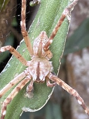 Macrinus pollexensis