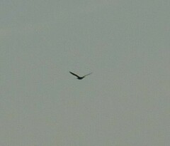 Botaurus lentiginosus