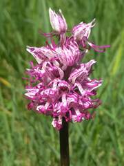 Orchis simia