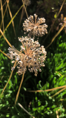 Allium ampeloprasum