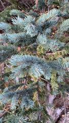 Picea pungens