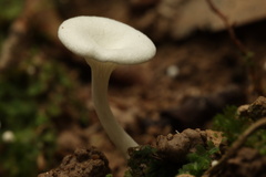 Clitocybe