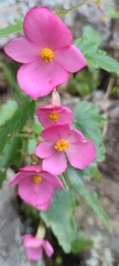 Begonia gracilis