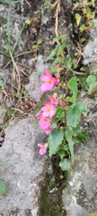 Begonia gracilis
