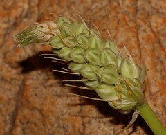 Albuca bracteata