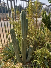Trichocereus bridgesii