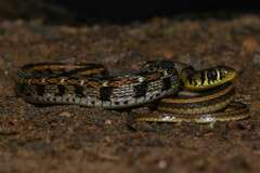 Amphiesma stolatum