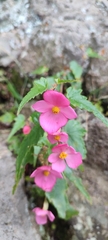 Begonia gracilis