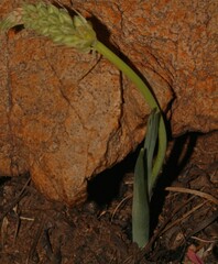Albuca bracteata