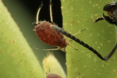Aphis craccivora