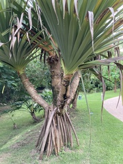 Pandanus