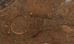 Gerrhosaurus flavigularis