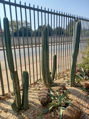 Trichocereus bridgesii