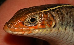 Gerrhosaurus flavigularis