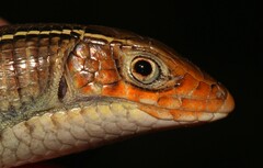 Gerrhosaurus flavigularis