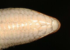 Gerrhosaurus flavigularis