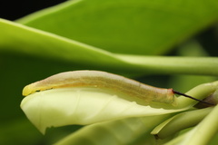 Macroglossum divergens