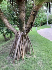 Pandanus