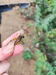 Catantopinae