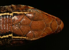 Gerrhosaurus flavigularis