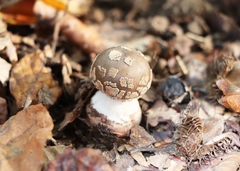 Amanita excelsa