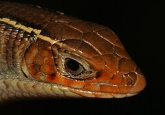 Gerrhosaurus flavigularis