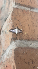 Diaphania hyalinata