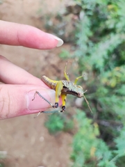 Catantopinae