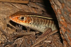 Gerrhosaurus flavigularis