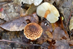 Lepiota castanea