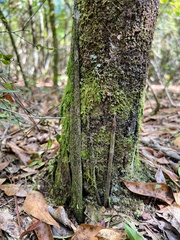 Sphodros abboti