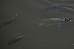 Oreochromis