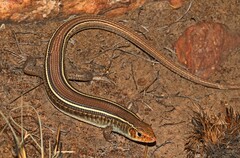 Gerrhosaurus flavigularis