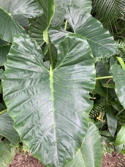 Alocasia