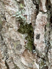 Melanelixia glabratula