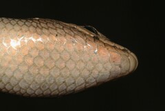 Trachylepis varia