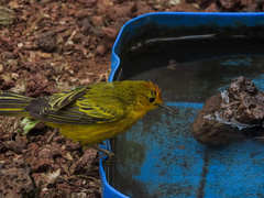 Setophaga petechia aureola