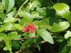 Cissus