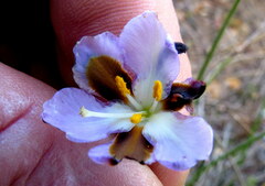 Aristea teretifolia